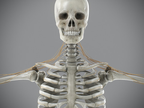 Human Male Skeletal and Nervous Anatomy 3D Model