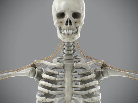 Anatomia scheletrica e nervosa maschile umana Modello 3D