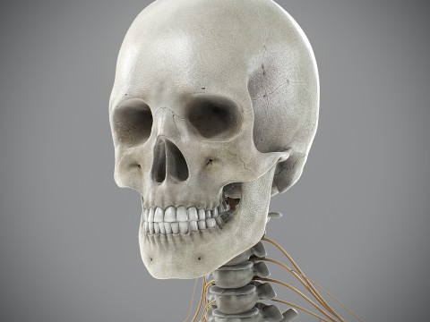 Human Male Skeletal and Nervous Anatomy 3D Model