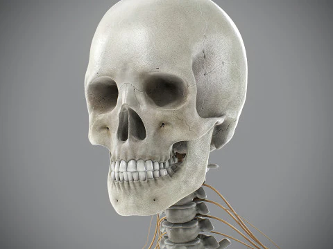 Anatomia scheletrica e nervosa maschile umana Modello 3D