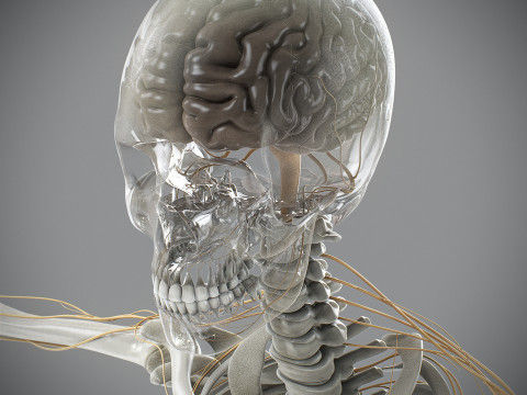 Human Male Skeletal and Nervous Anatomy 3D Model