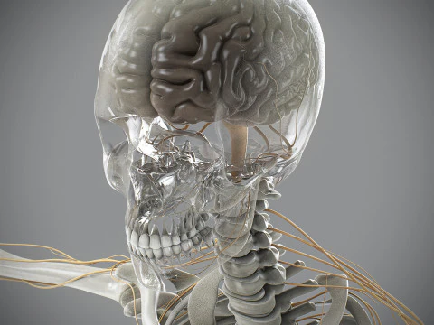 Anatomia scheletrica e nervosa maschile umana Modello 3D