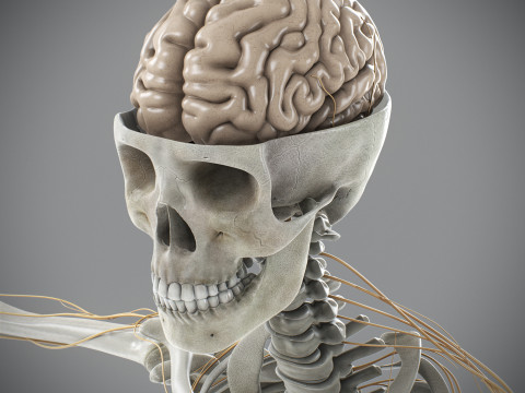 Human Male Skeletal and Nervous Anatomy 3D Model