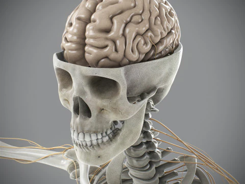 Anatomia scheletrica e nervosa maschile umana Modello 3D