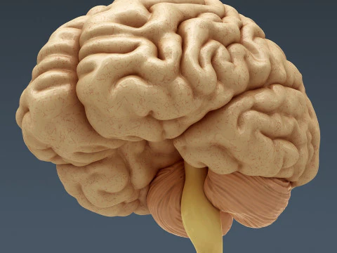Anatomia scheletrica e nervosa maschile umana Modello 3D