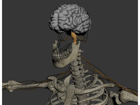 Anatomia scheletrica e nervosa maschile umana Modello 3D