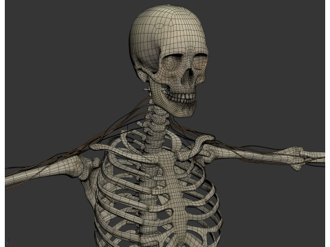 Human Male Skeletal and Nervous Anatomy 3D Model