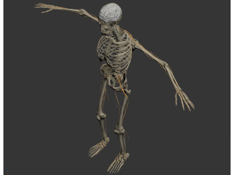 Human Male Skeletal and Nervous Anatomy 3D Model