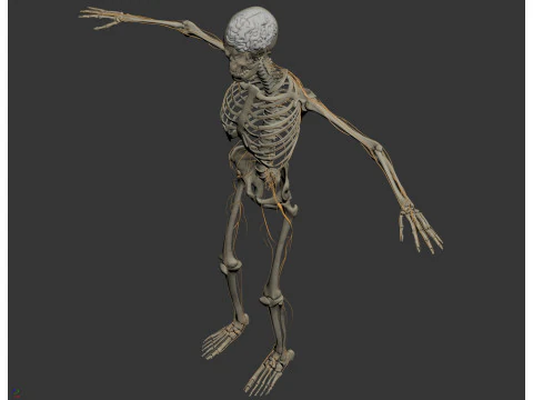 Anatomia scheletrica e nervosa maschile umana Modello 3D