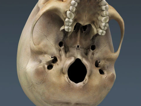 Anatomia scheletrica e nervosa maschile umana Modello 3D