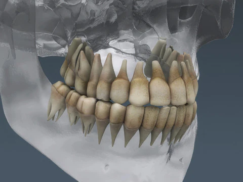 Anatomia scheletrica e nervosa maschile umana Modello 3D
