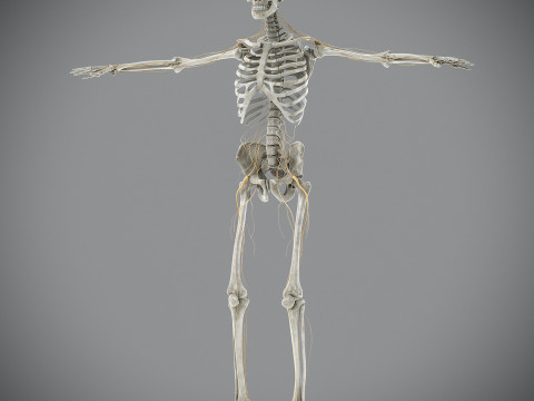 Human Male Skeletal and Nervous Anatomy 3D Model