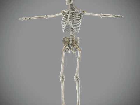 Anatomia scheletrica e nervosa maschile umana Modello 3D