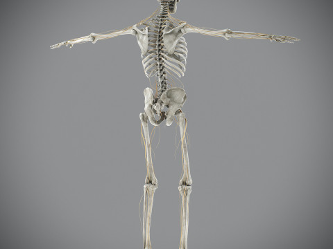 Human Male Skeletal and Nervous Anatomy 3D Model