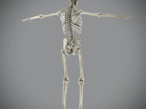 Anatomia scheletrica e nervosa maschile umana Modello 3D