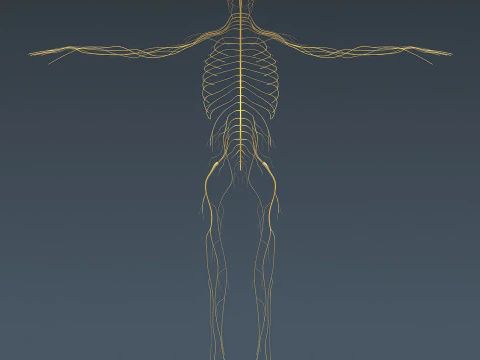 Anatomia scheletrica e nervosa maschile umana Modello 3D
