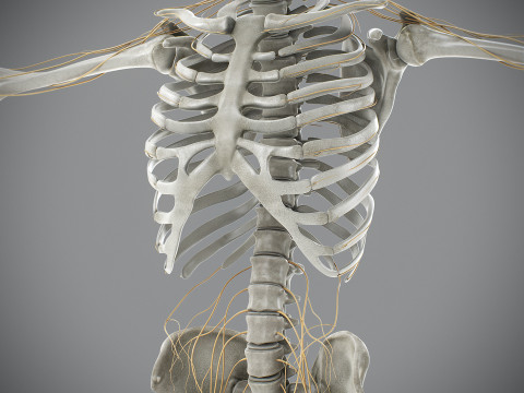 Human Male Skeletal and Nervous Anatomy 3D Model