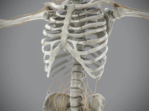 Anatomia scheletrica e nervosa maschile umana Modello 3D
