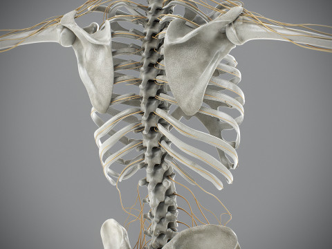 Human Male Skeletal and Nervous Anatomy 3D Model