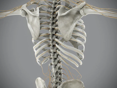 Anatomia scheletrica e nervosa maschile umana Modello 3D