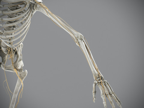Human Male Skeletal and Nervous Anatomy 3D Model