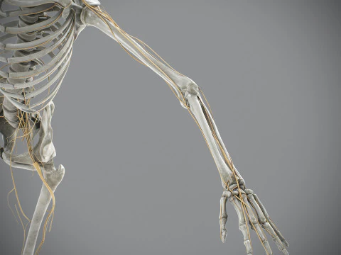 Anatomia scheletrica e nervosa maschile umana Modello 3D