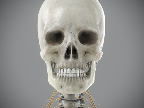 Human Male Skeletal and Nervous Anatomy 3D Model