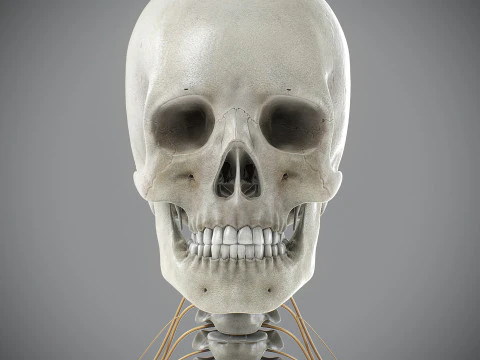 Anatomia scheletrica e nervosa maschile umana Modello 3D