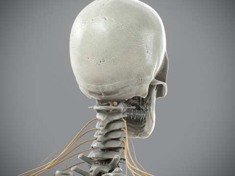 Human Male Skeletal and Nervous Anatomy 3D Model
