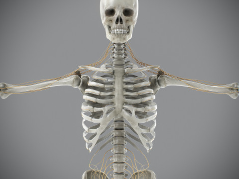 Human Male Skeletal and Nervous Anatomy 3D Model