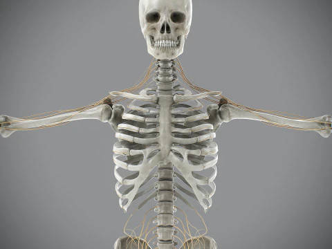 Anatomia scheletrica e nervosa maschile umana Modello 3D