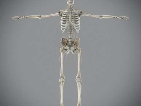Human Male Skeletal and Nervous Anatomy 3D Model