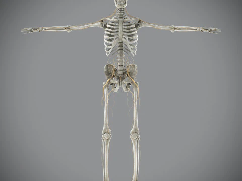 Anatomia scheletrica e nervosa maschile umana Modello 3D