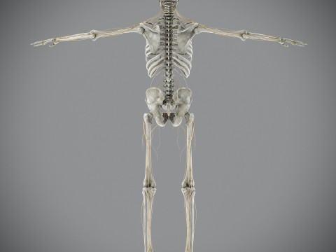 Human Male Skeletal and Nervous Anatomy 3D Model