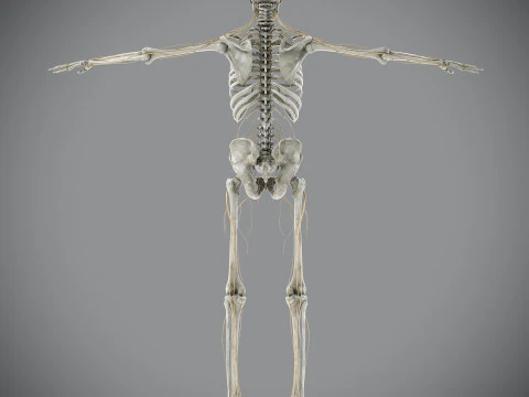 Anatomia scheletrica e nervosa maschile umana Modello 3D