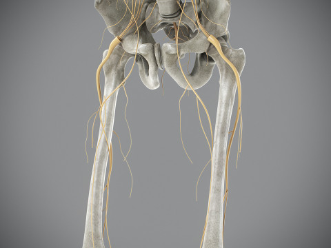 Human Male Skeletal and Nervous Anatomy 3D Model