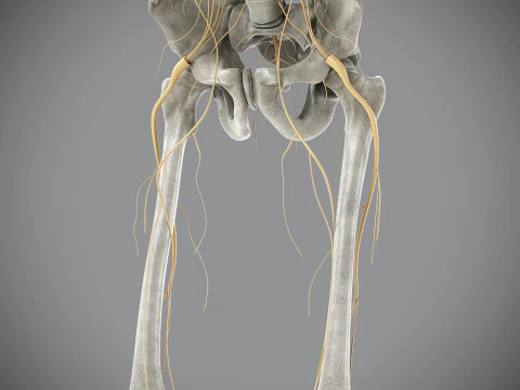Anatomia scheletrica e nervosa maschile umana Modello 3D