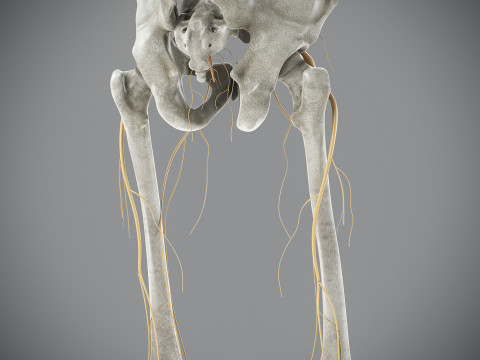 Human Male Skeletal and Nervous Anatomy 3D Model