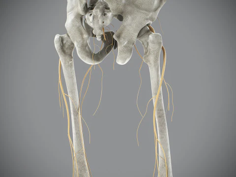 Anatomia scheletrica e nervosa maschile umana Modello 3D
