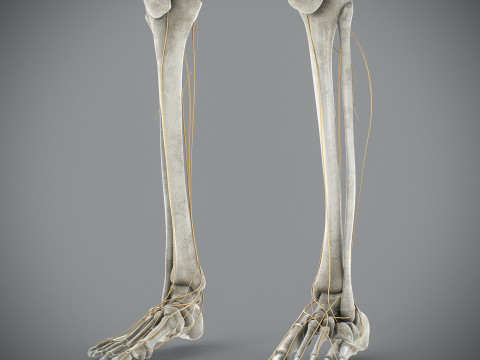 Human Male Skeletal and Nervous Anatomy 3D Model