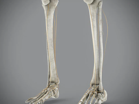 Anatomia scheletrica e nervosa maschile umana Modello 3D