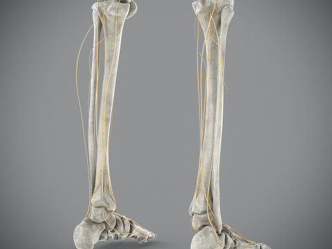 Human Male Skeletal and Nervous Anatomy 3D Model