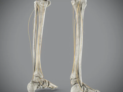 Anatomia scheletrica e nervosa maschile umana Modello 3D