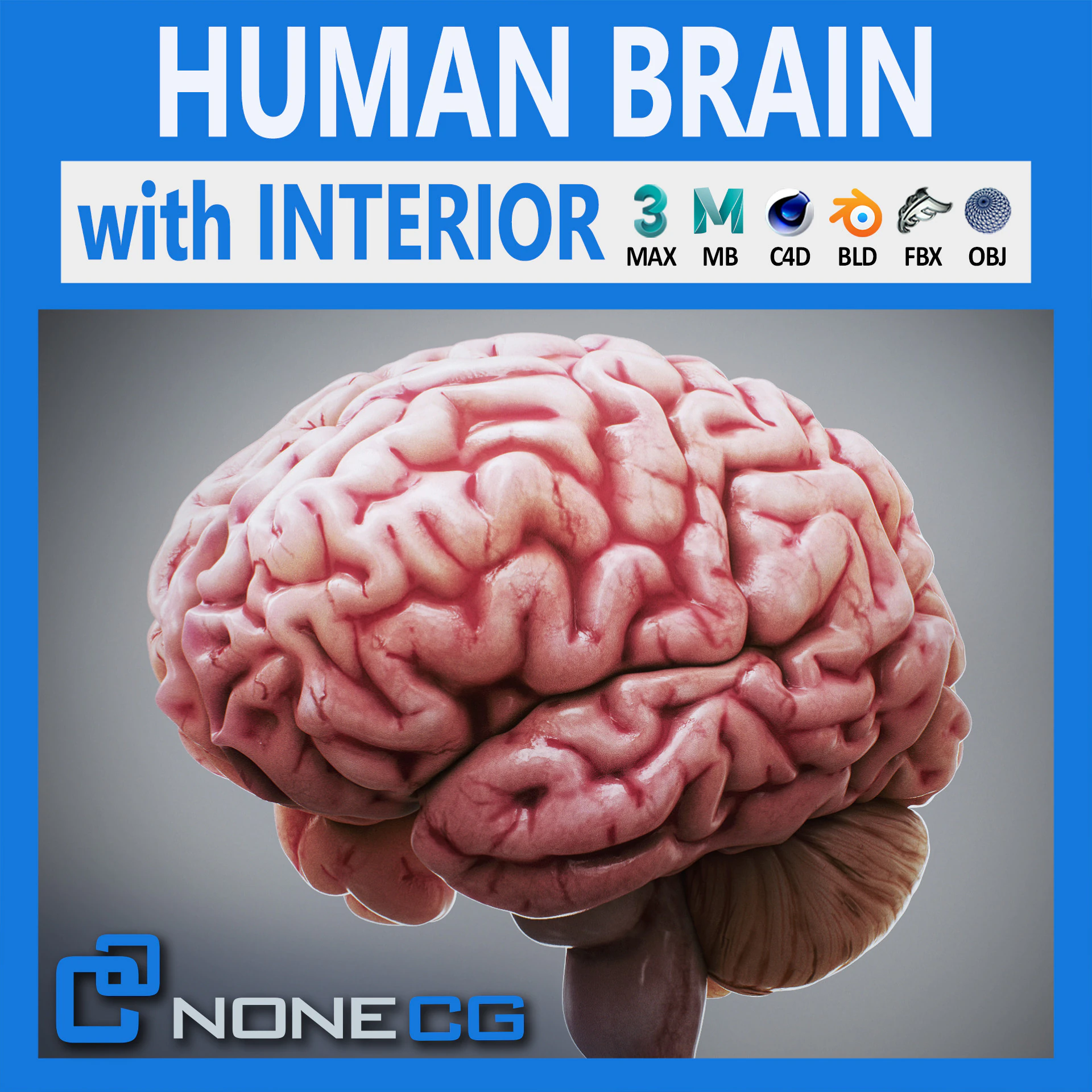 Human Brain Anatomy 3D Model .c4d .max .obj .3ds .fbx .stl .blend 