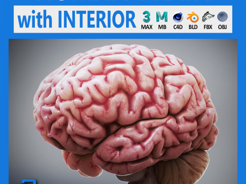 Human Brain Anatomy 3Dモデル