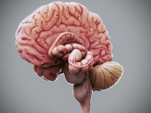 Human Brain Anatomy 3D Model