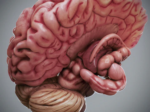 Human Brain Anatomy 3D Model