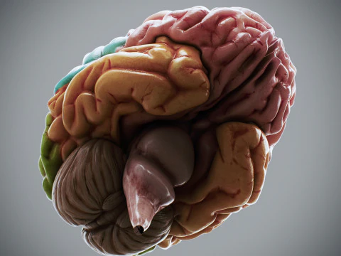 Human Brain Anatomy 3D Model