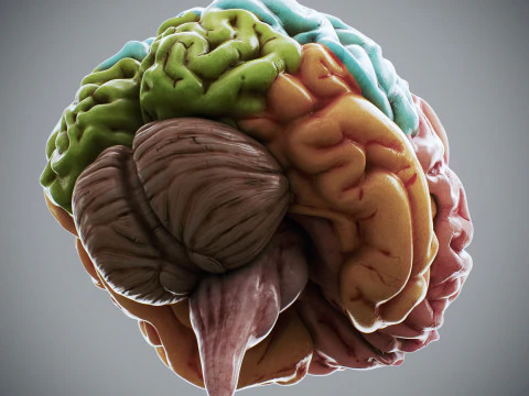 Human Brain Anatomy 3D Model