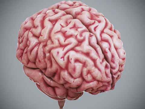 Human Brain Anatomy 3D Model